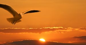 gull-1090835_1920